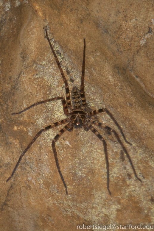 cave spider